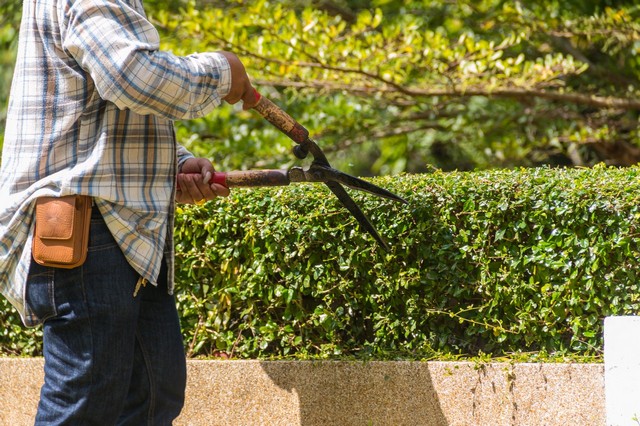 Garden Maintenance Forest Hill, SE23